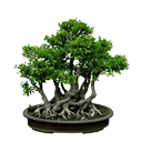 BONSAİ